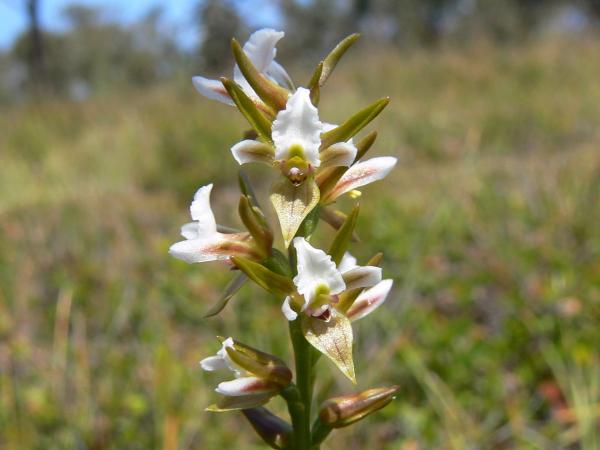 Prasophyllum sp aff odoratum 5 - Heath Leek Orchid.jpg